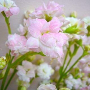 カランコエ スノーホワイト